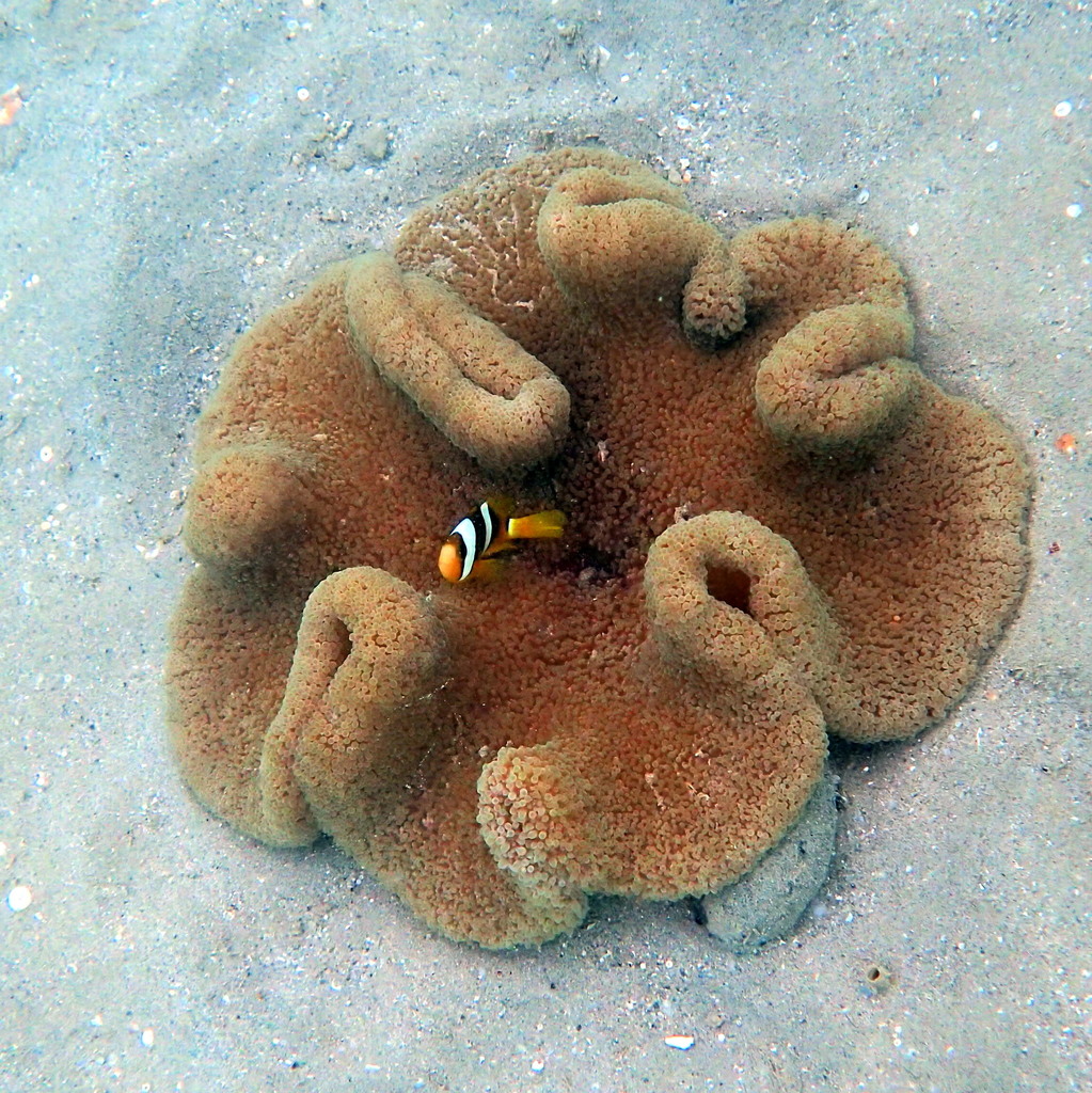 Haddon's Anemone