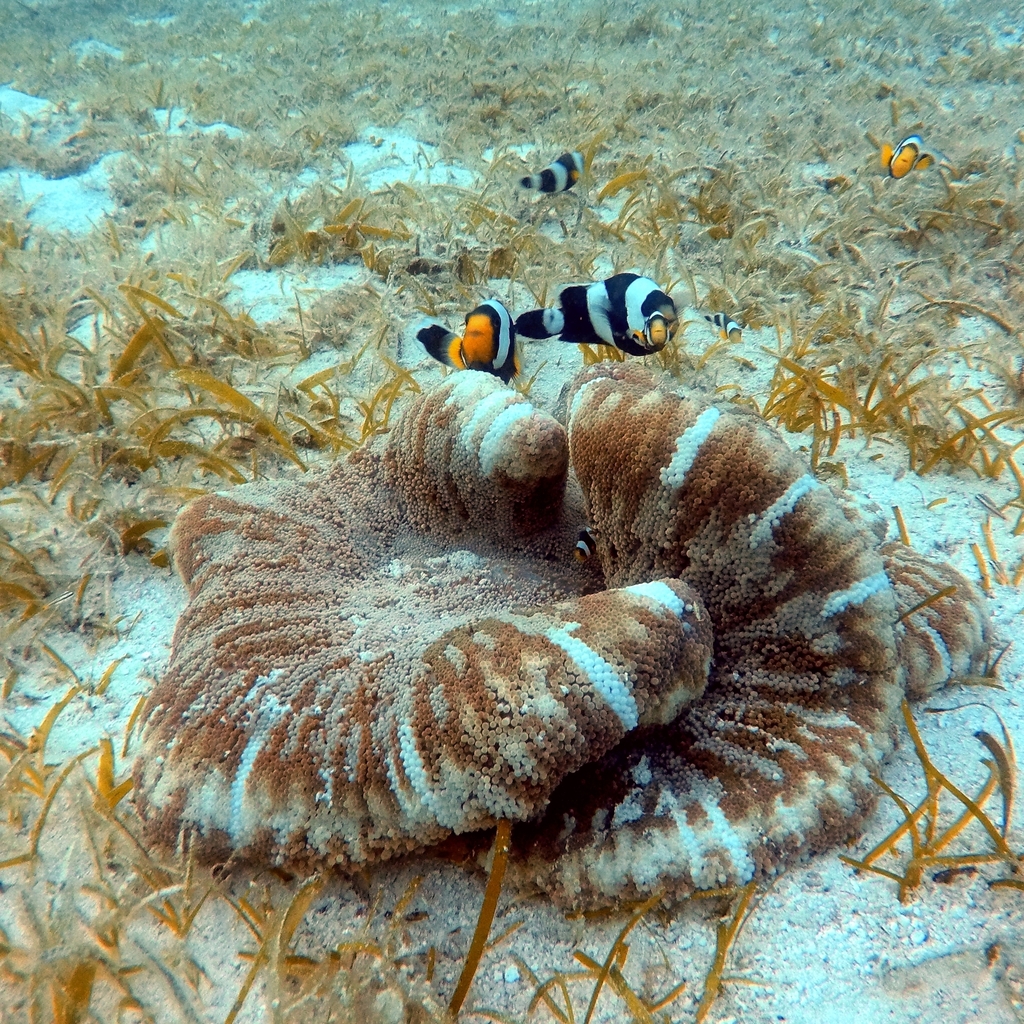 Anémone de Haddon