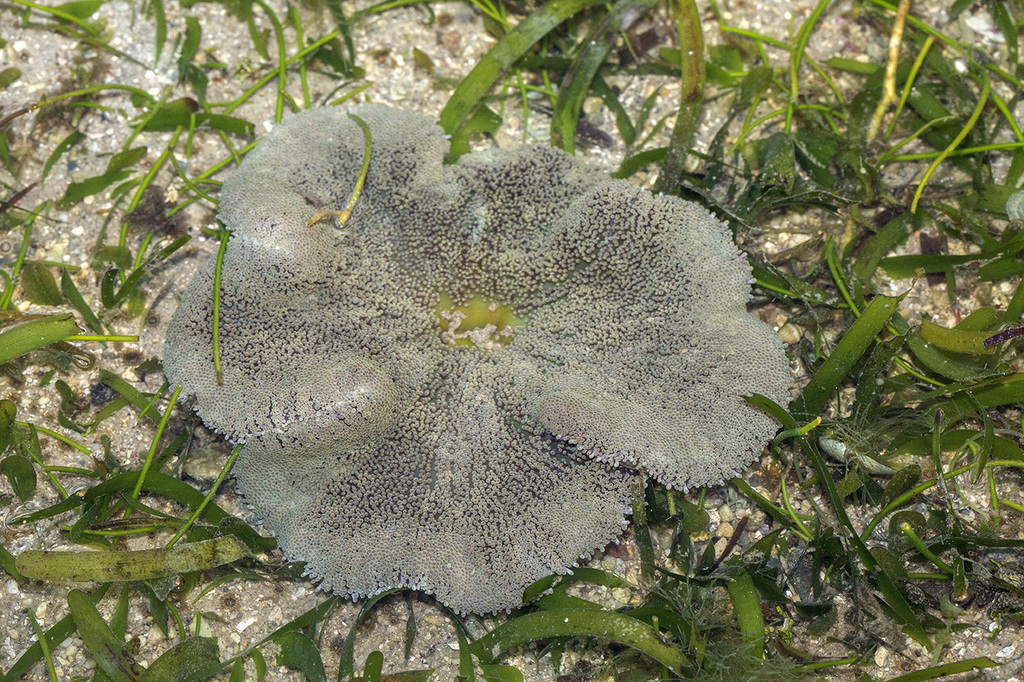 Anémone de Haddon