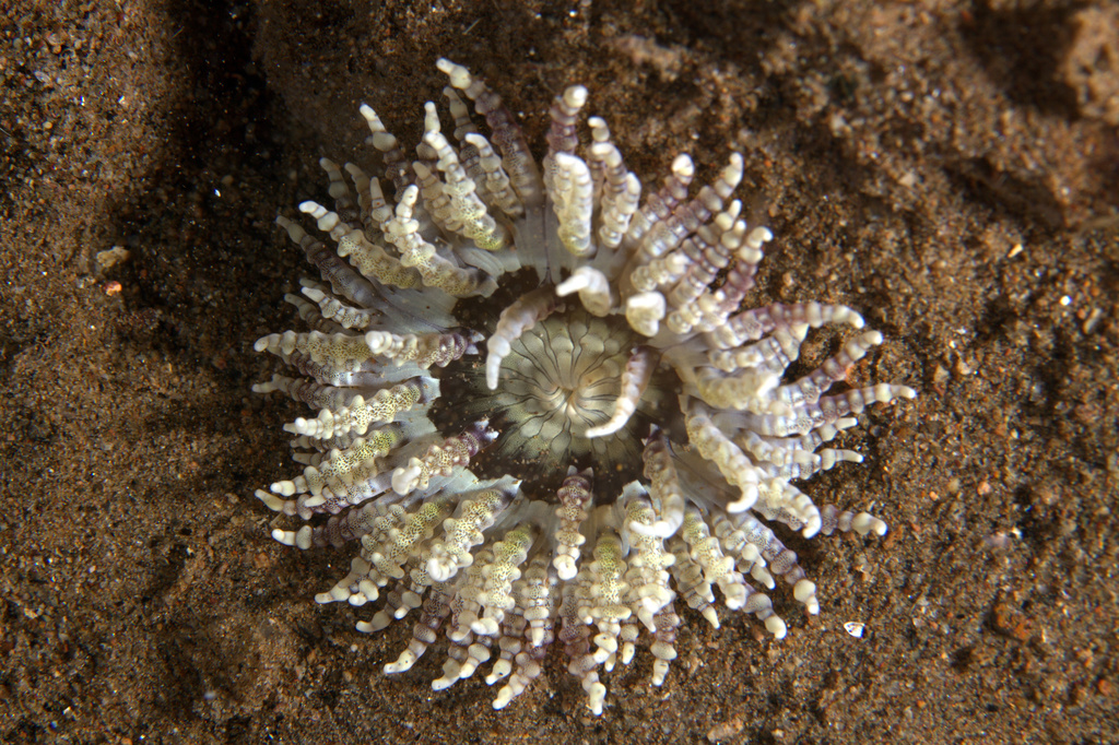 Anémone collier de perles