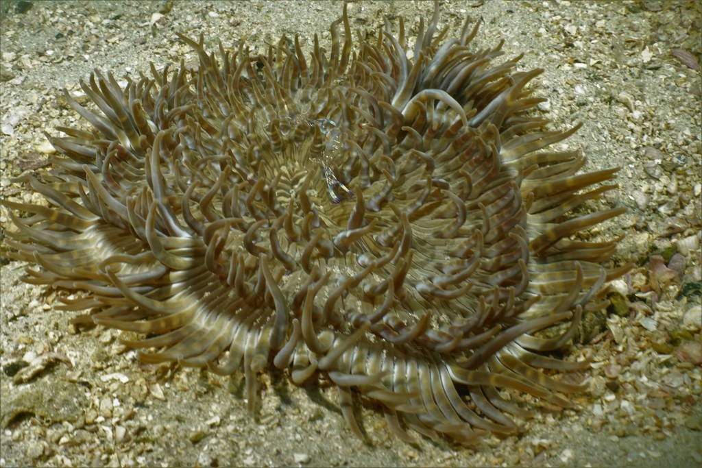 Anémone collier de perles