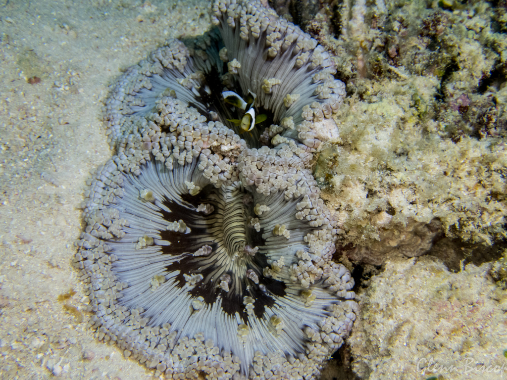 Beaded sea anemone