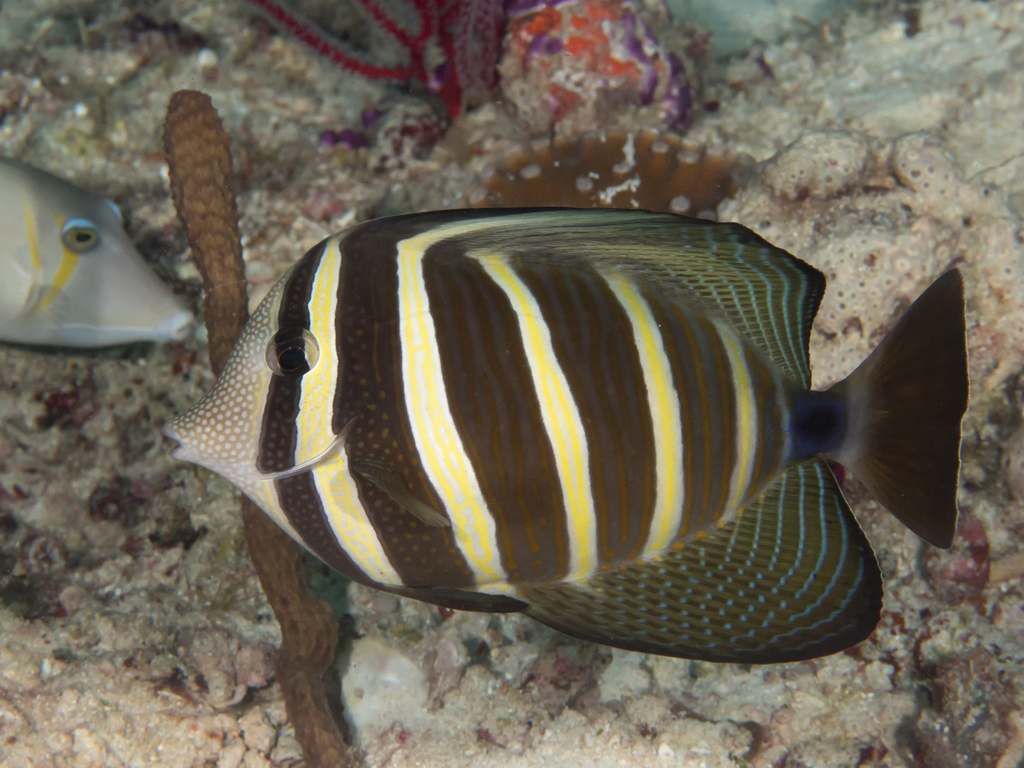 Pacific Sailfin Tang