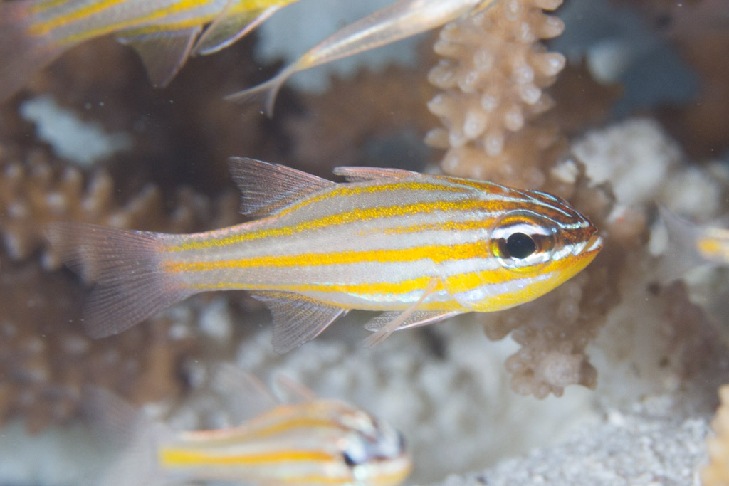 Yellowstriped Cardinalfish