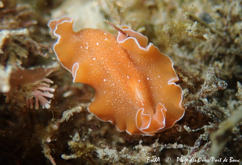 Mediterranean Orange Polyclad Worm