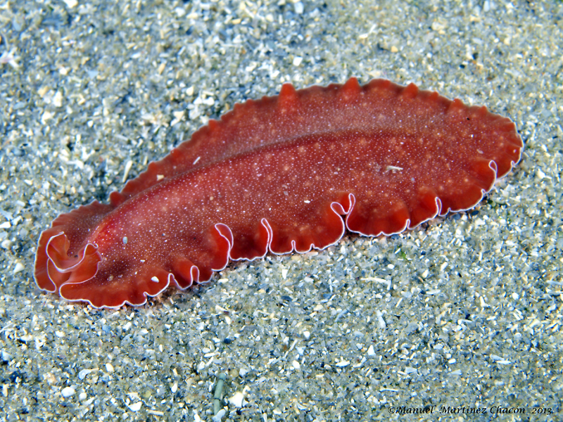 Mediterranean Orange Polyclad Worm