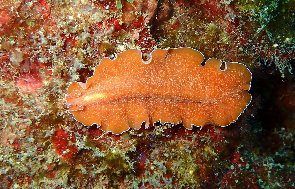 Mediterranean Orange Polyclad Worm