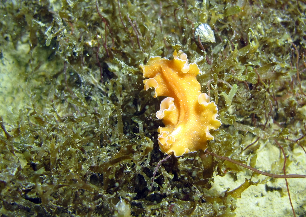 Mediterranean Orange Polyclad Worm