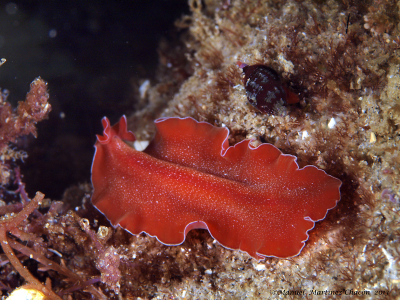 Mediterranean Orange Polyclad Worm
