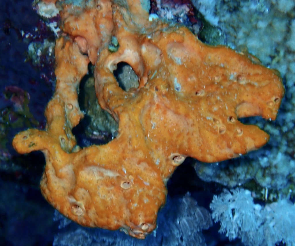 Elephant Ear Sponge