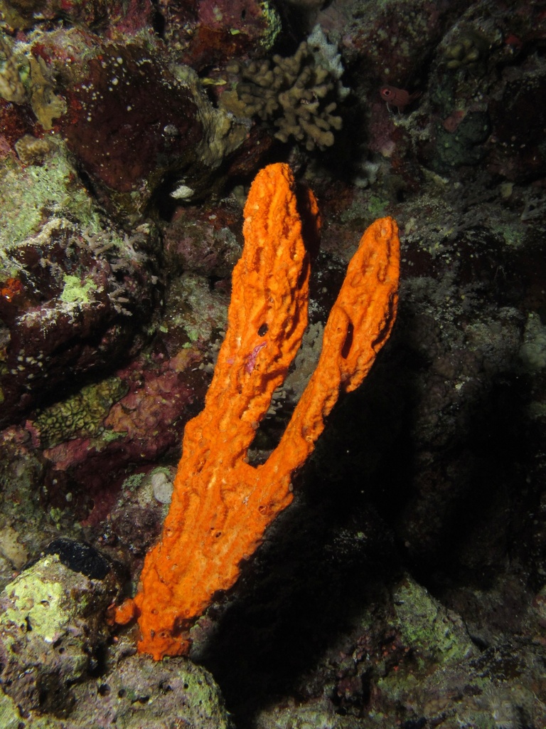 Elephant Ear Sponge