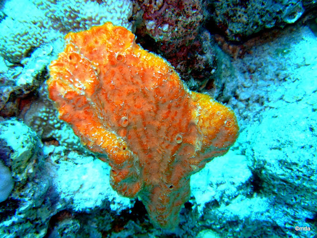 Elephant Ear Sponge