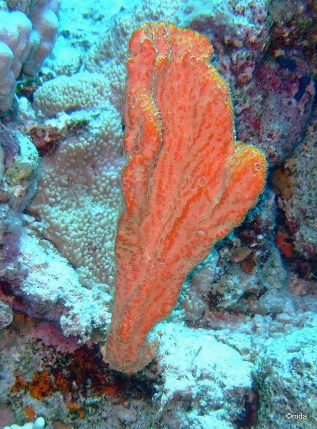 Elephant Ear Sponge