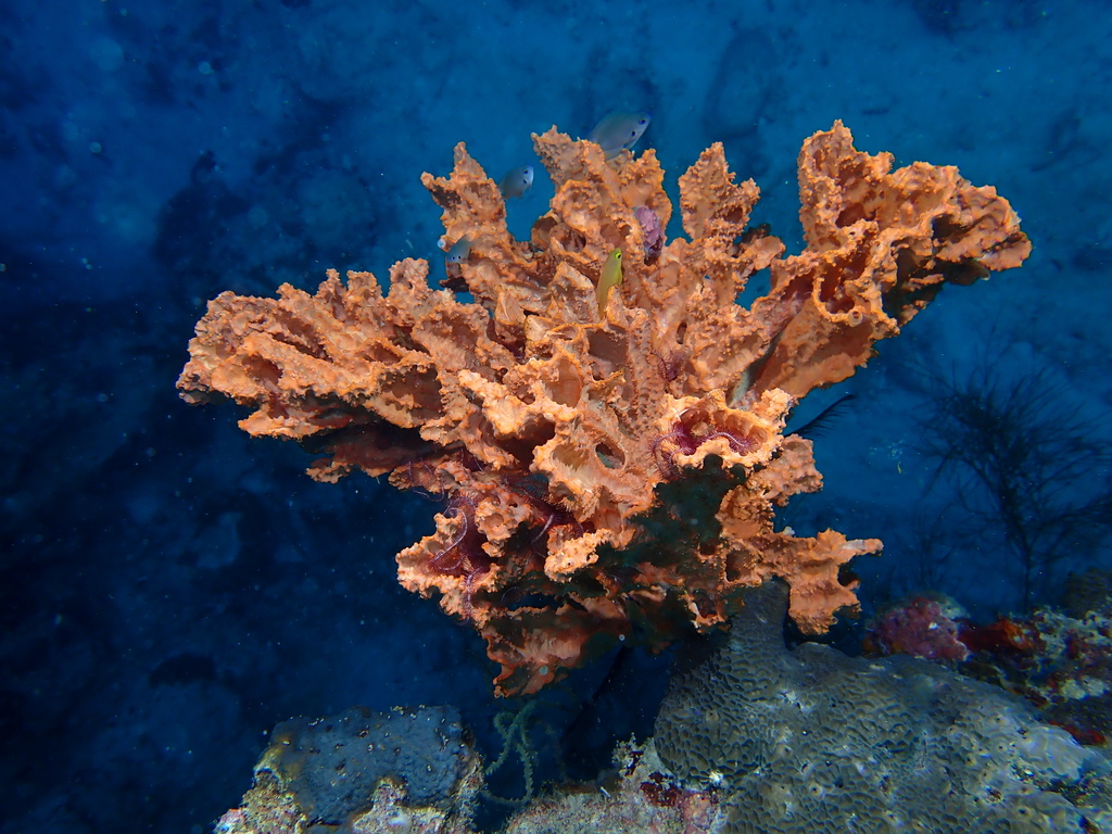 Elephant ear sponge