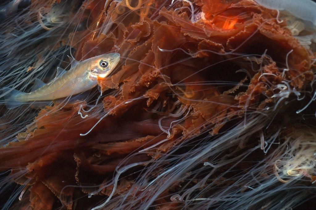 Whiting