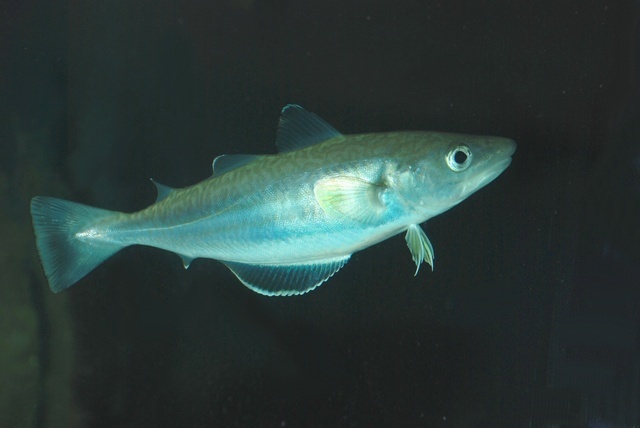 Whiting
