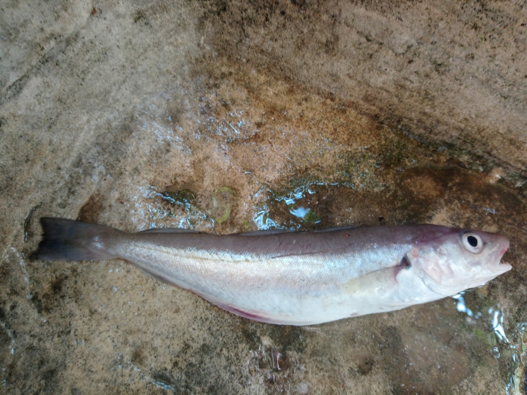 Whiting