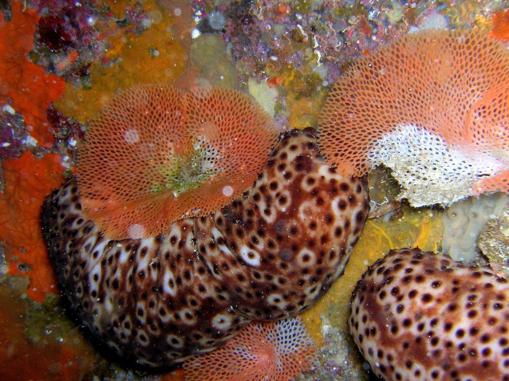 Variable Sea Cucumber