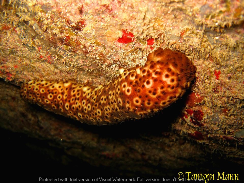 Variable Sea Cucumber