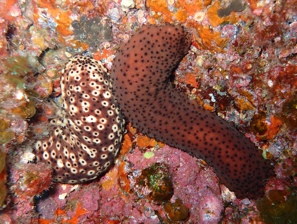 Variable Sea Cucumber