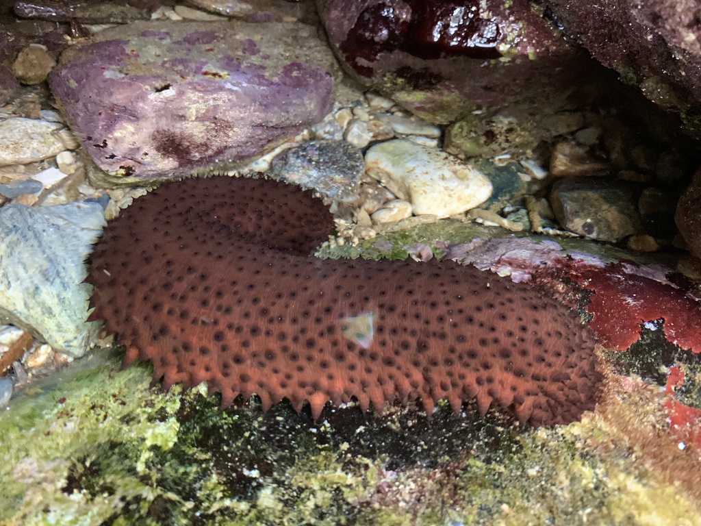 Variable Sea Cucumber