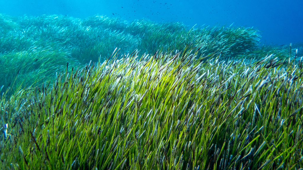 Neptune Grass