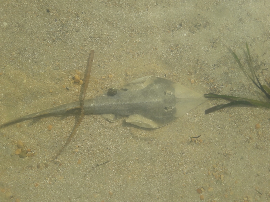 Blackchin Guitarfish