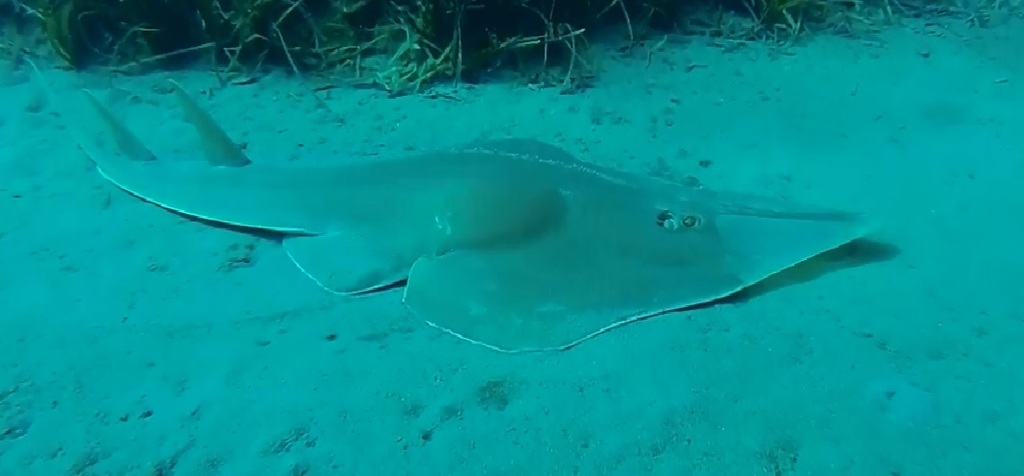 Blackchin Guitarfish