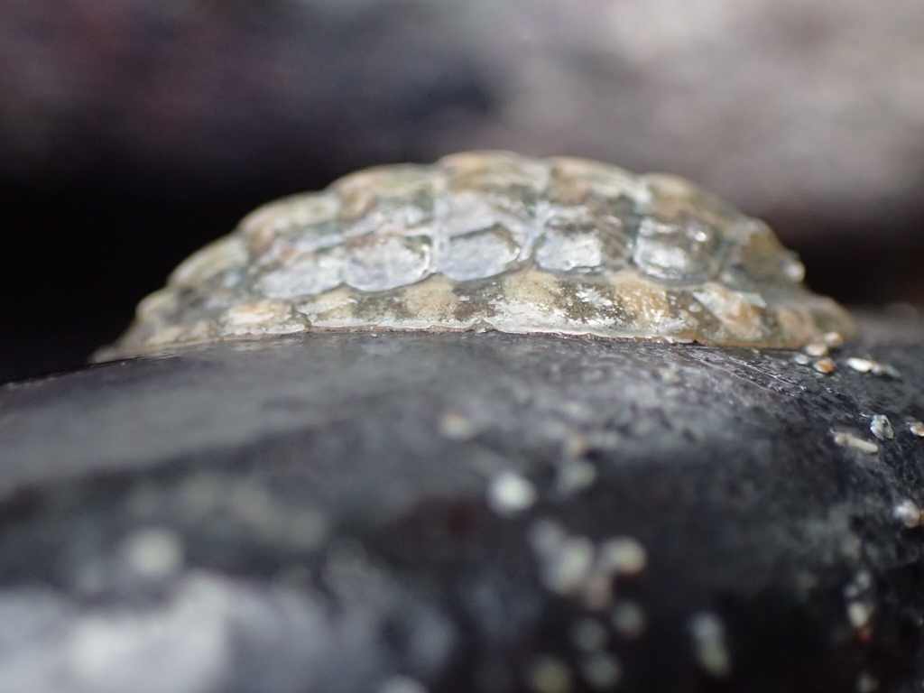 Grey Mail-shell
