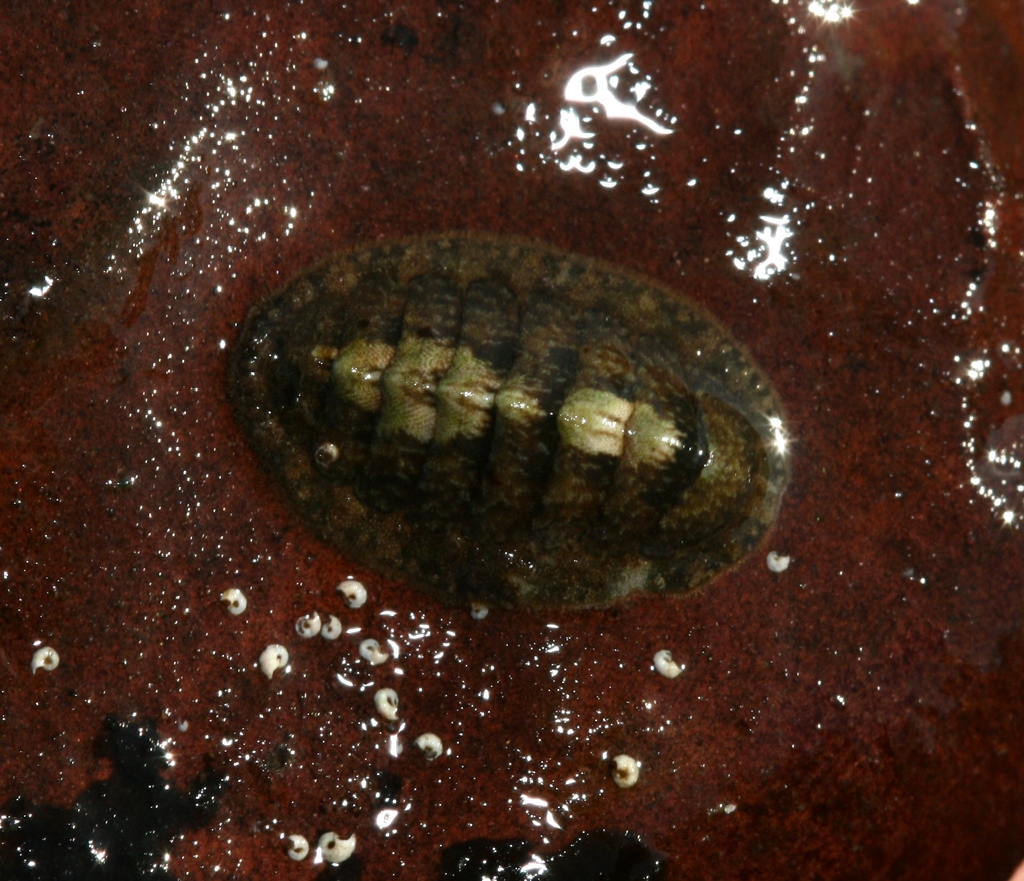 Grey Mail-shell