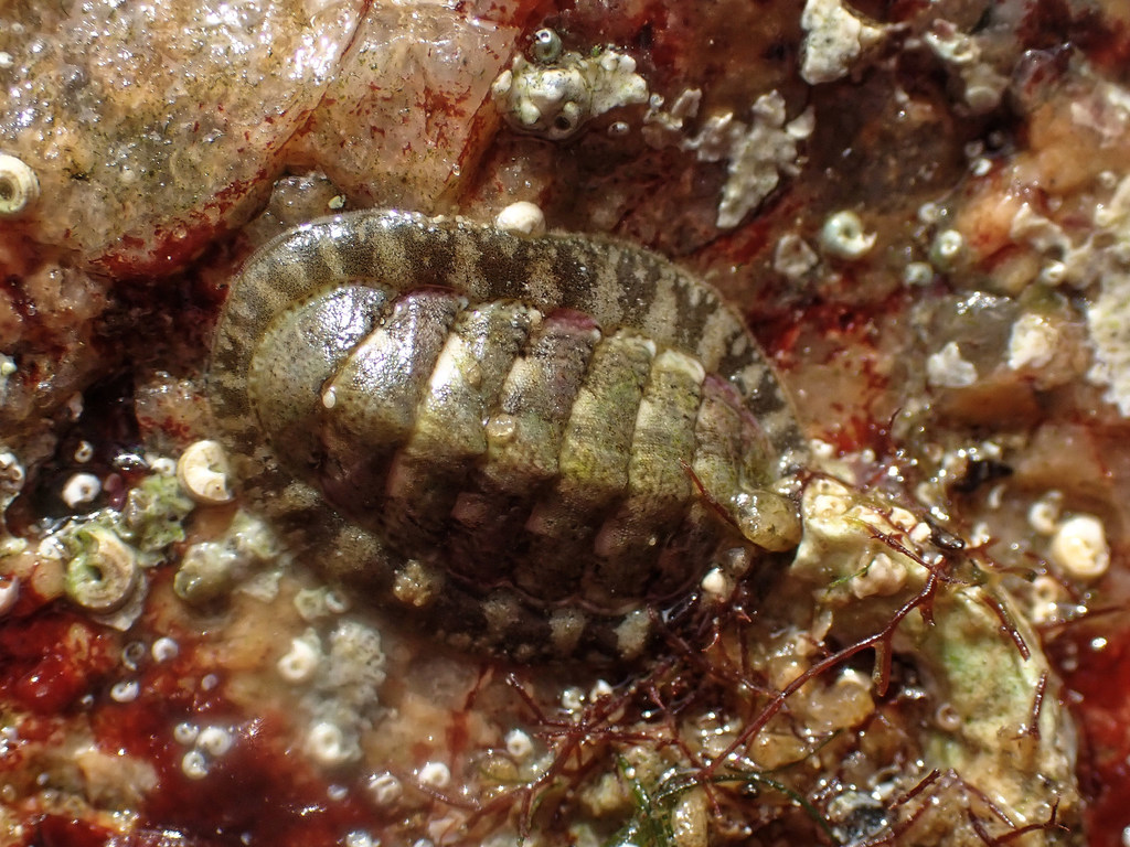 Chiton cendré