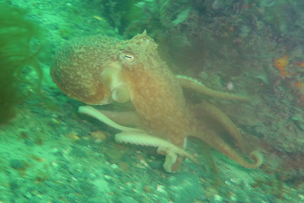 Curled Octopus