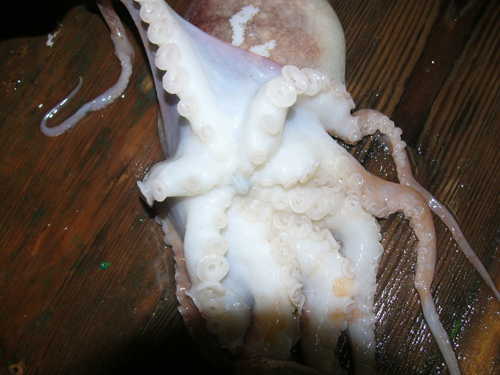 Curled Octopus