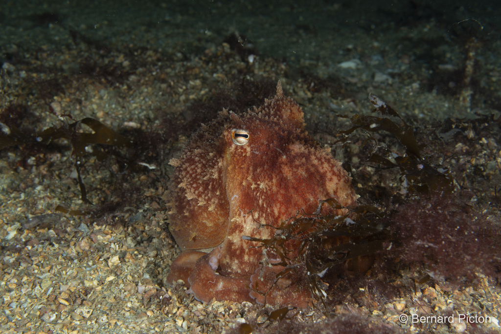 Curled Octopus