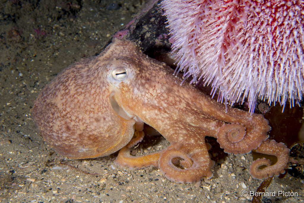 Curled Octopus