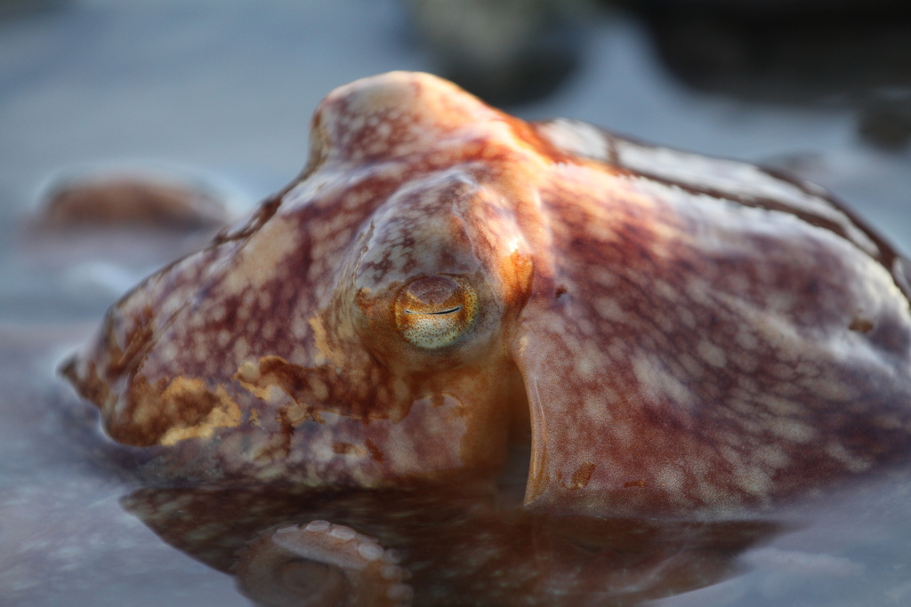 Curled Octopus