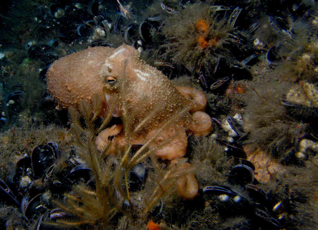 Curled Octopus