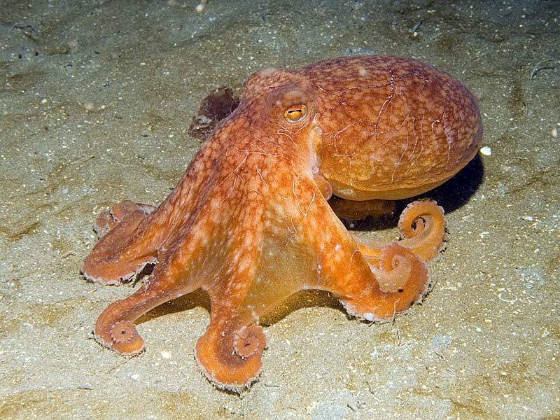 Curled Octopus