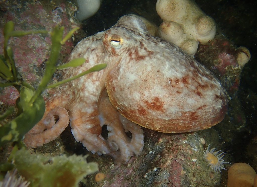 Curled Octopus