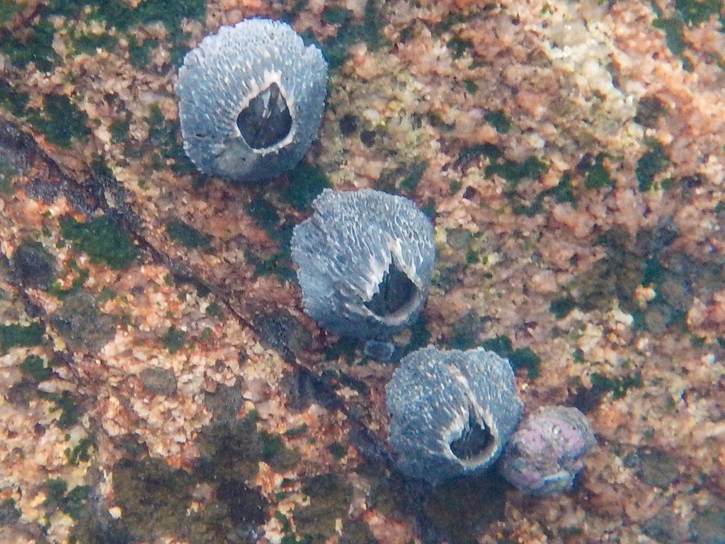 Green Volcano Barnacle