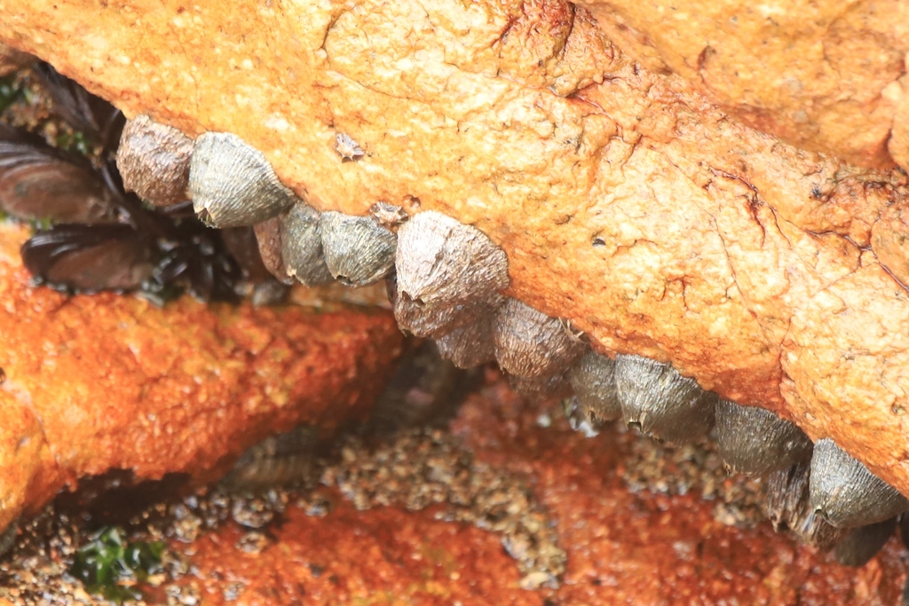 Green Volcano Barnacle