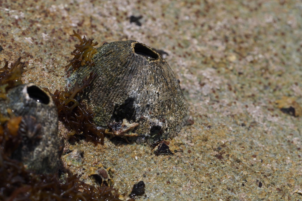 Green Volcano Barnacle