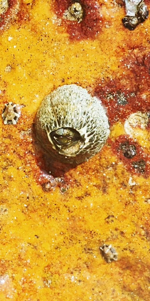 Green Volcano Barnacle