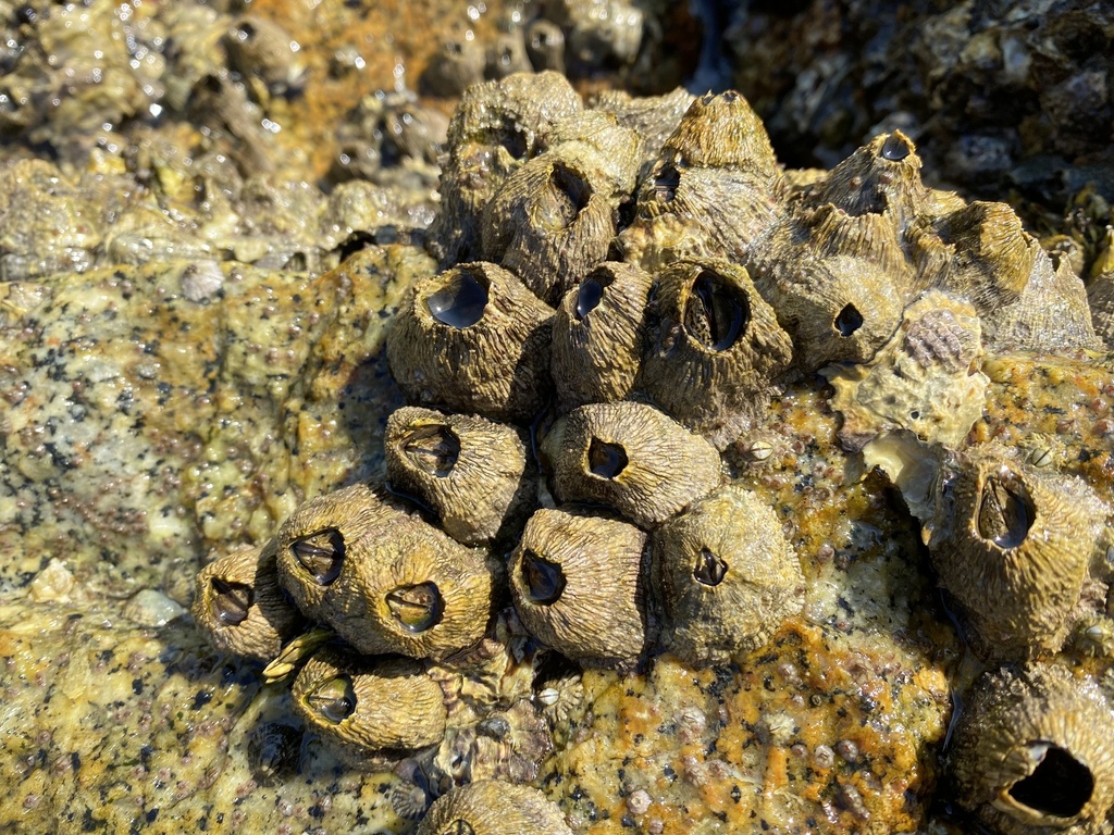Green Volcano Barnacle