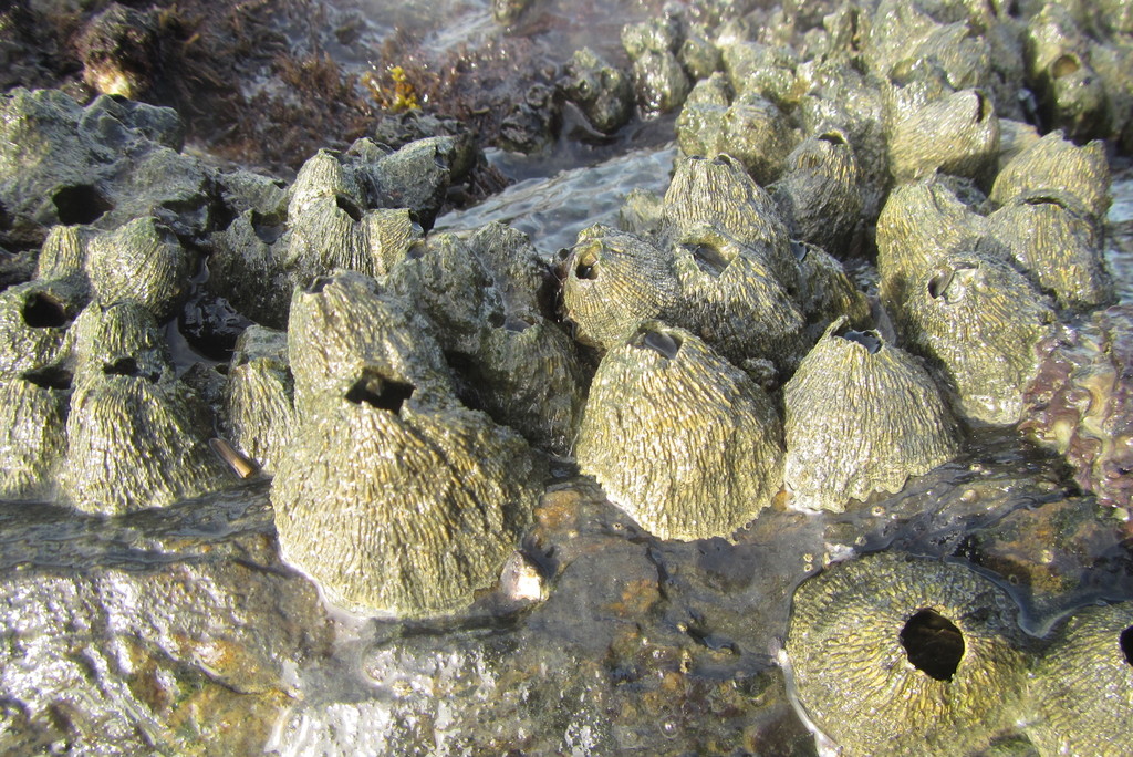 Green Volcano Barnacle