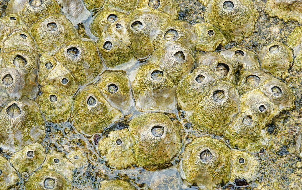 Green Volcano Barnacle