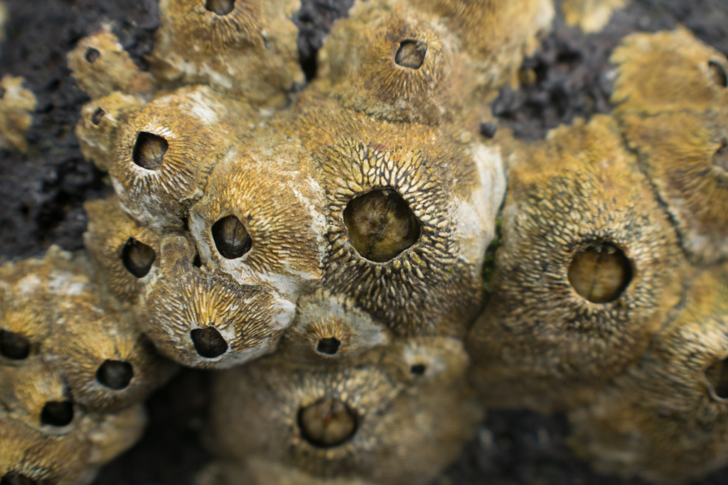 Green Volcano Barnacle