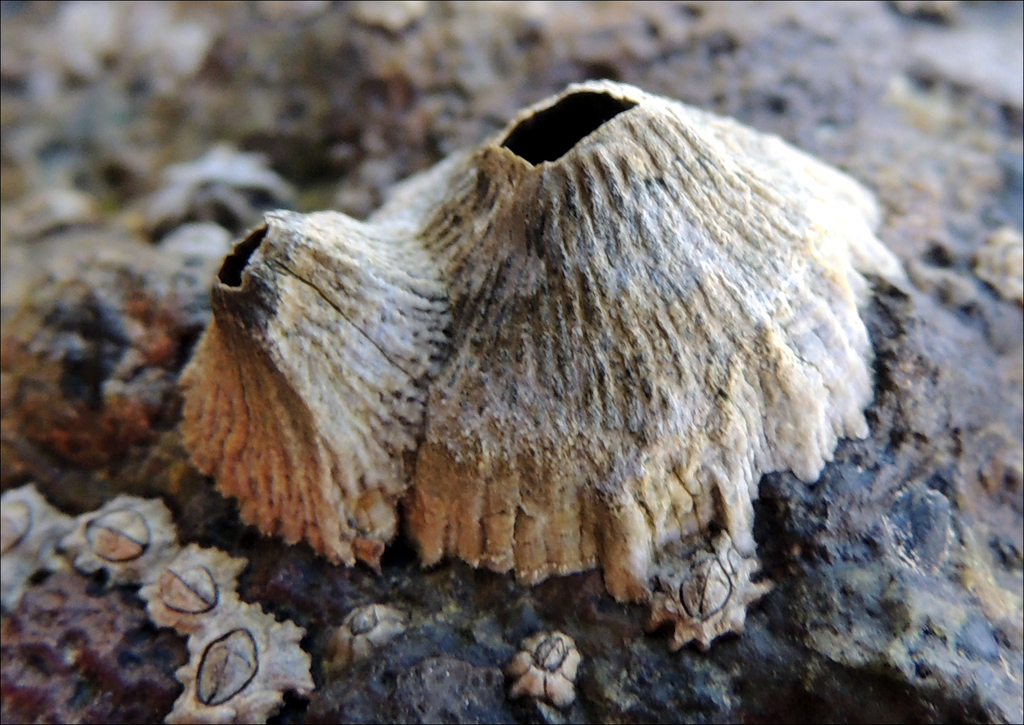 Green Volcano Barnacle