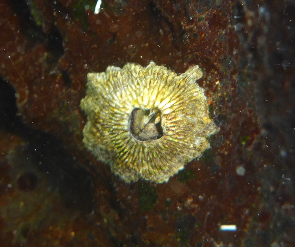 Green Volcano Barnacle