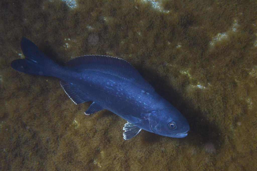 Centrolophe noir